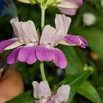 Collinsia bartsiifolia Virág