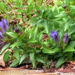 Gentiana septemfida Habit