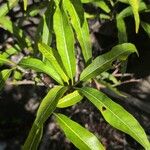 Tabernaemontana persicariifolia Leaf