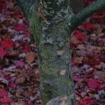 Cornus kousa Bark