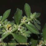 Herniaria incana Hoja