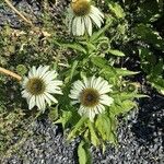 Echinacea pallida Virág