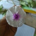 Ipomoea aquatica Blomst