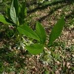 Oemleria cerasiformis Blatt