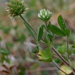 Trifolium leucanthum Other