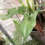 Typhonium blumei Leaf
