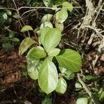 Viburnum tinusLehti