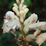 Thomandersia hensii Flower