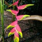 Heliconia rostrataFlor