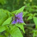 Melampyrum nemorosumFlower