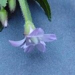 Epilobium ciliatum Flower