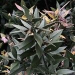 Ruscus aculeatus Leaf