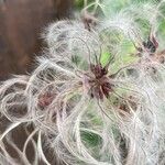 Clematis tangutica Frucht