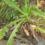 Sonchus congestus Frunză