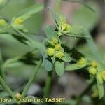 Euphorbia exigua Flor