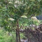 Sambucus canadensisFlower