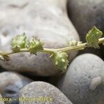 Atriplex glabriuscula Máis