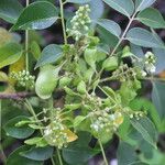 Ateleia herbert-smithii Flor