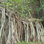 Ficus benghalensis বাকল