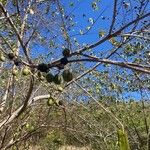 Guazuma ulmifolia Fruit