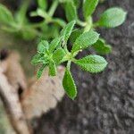 Galium verrucosum Hoja