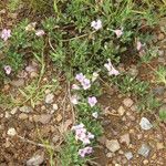 Dyschoriste schiedeana 整株植物