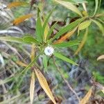 Globularia salicina Flower