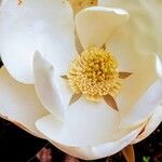 Magnolia virginianaFlor