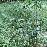 Phyllostachys sulphurea Hábito