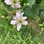 Rubus scaber Flower