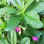 Talinum paniculatum Leaf