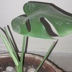 Monstera minima List