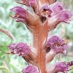 Orobanche pubescens 花