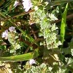 Euphrasia officinalis Blatt