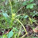 Carex intumescens Habit