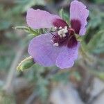 Roemeria hybrida Flor