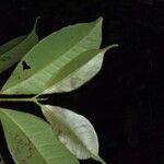 Eugenia exaltata Hoja
