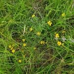 Aspilia mossambicensis Hábito