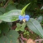 Commelina communis Blüte