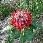 Banksia coccinea Flower