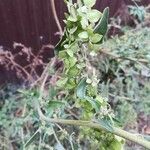 Atriplex sagittata Fruit