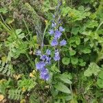 Veronica austriaca Cvijet