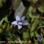 Comastoma tenellum Flower