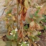 Nicotiana tabacum Fruto