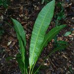 Anacardium spruceanum Leaf