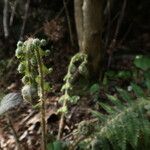 Polystichum braunii Φύλλο