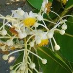 Calophyllum inophyllum Flor