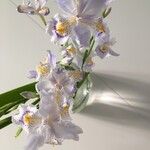 Iris japonicaFlower