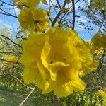 Handroanthus chrysanthus Flor