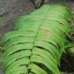 Dryopteris cycadina Leaf